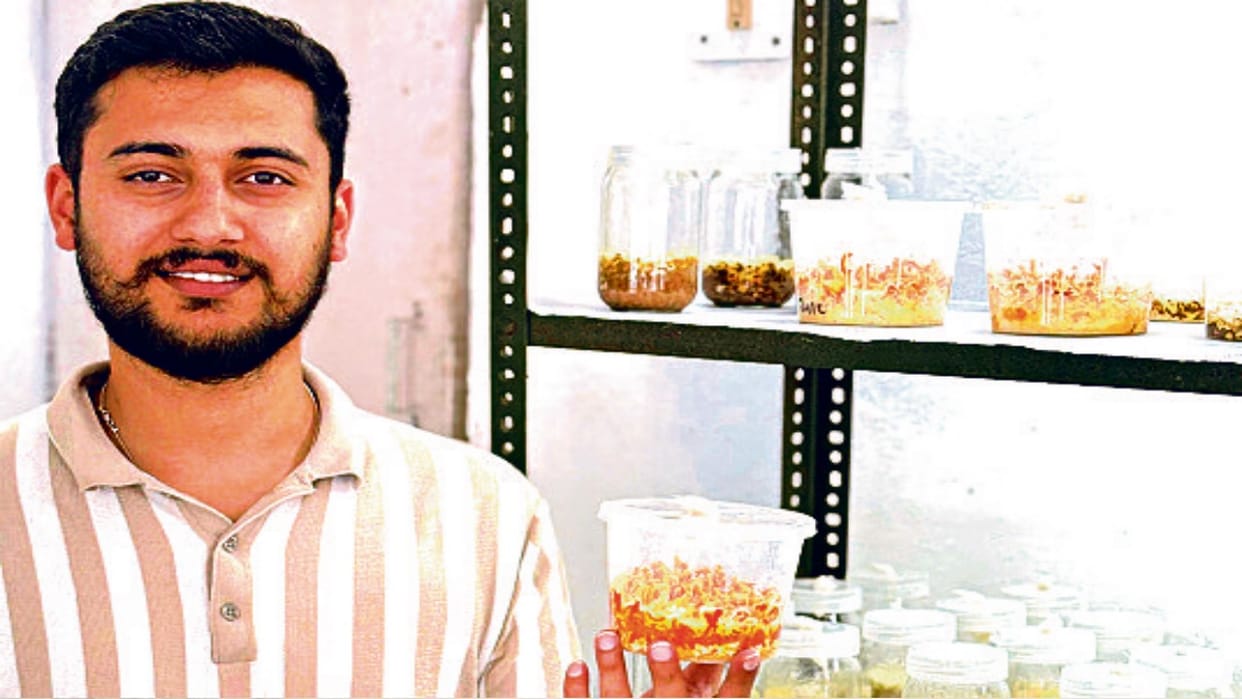 Himachal: Nauni University student grew kida jadi, Cordyceps Sinensis on rice grains, one kilo costs 80 thousa
