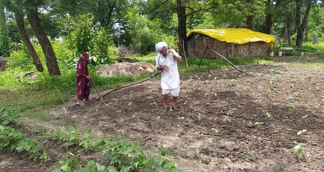 90 year old farmer ploughs field without tractor or bullocks
