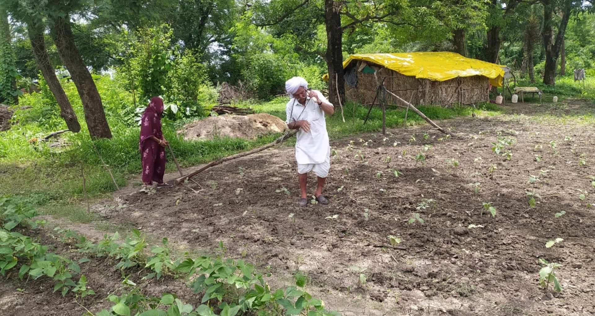 90 year old farmer ploughs field without tractor or bullocks