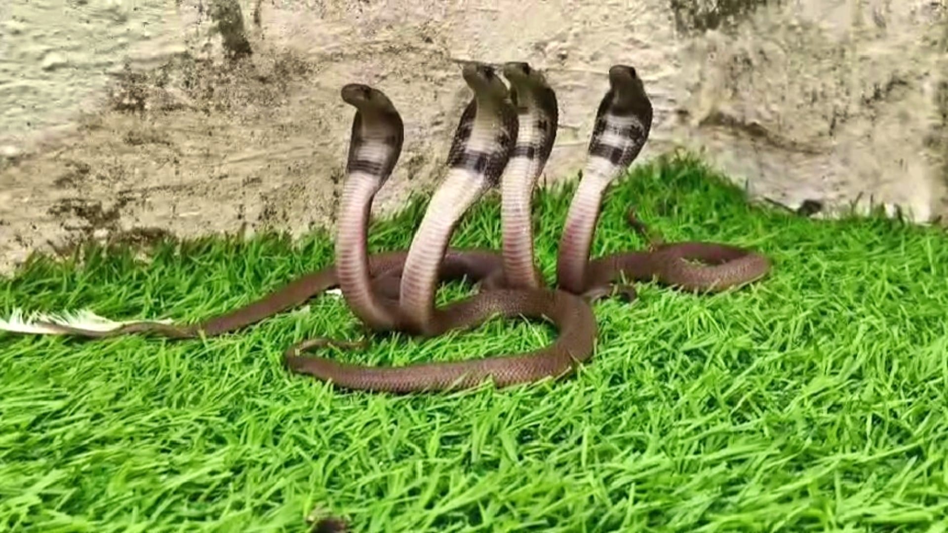 Udaipur News: Panic due to finding a herd of cobra snakes in hotel garden 18 children and a big snake came out