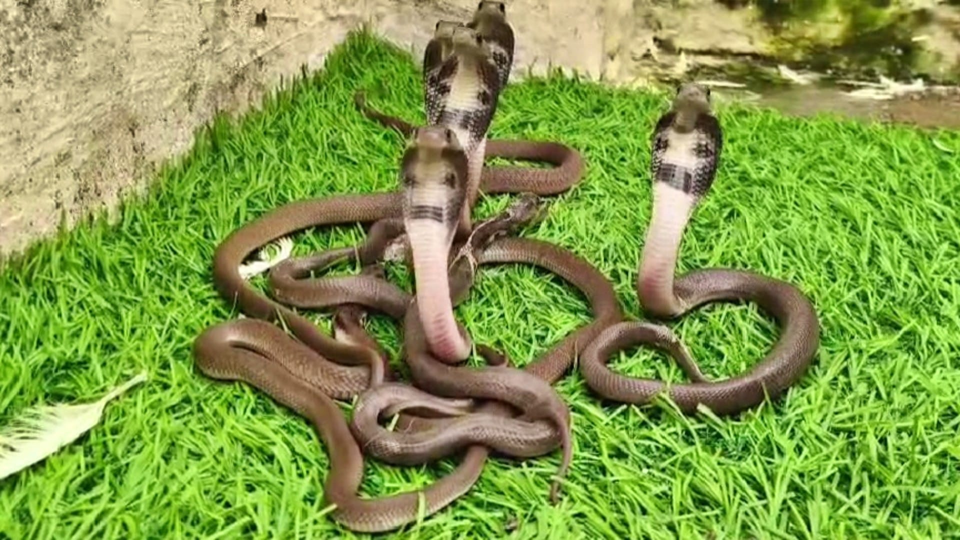 Udaipur News: Panic due to finding a herd of cobra snakes in hotel garden 18 children and a big snake came out