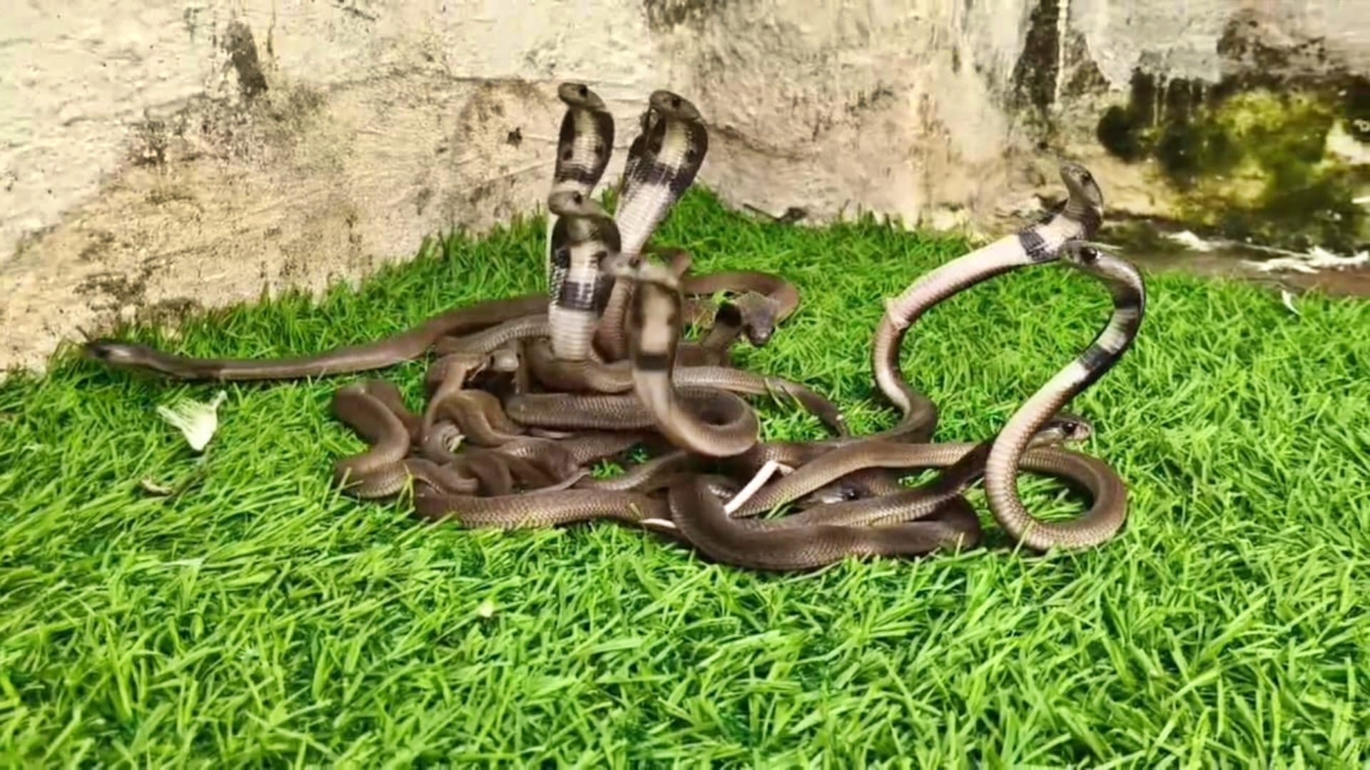 Udaipur News: Panic due to finding a herd of cobra snakes in hotel garden 18 children and a big snake came out