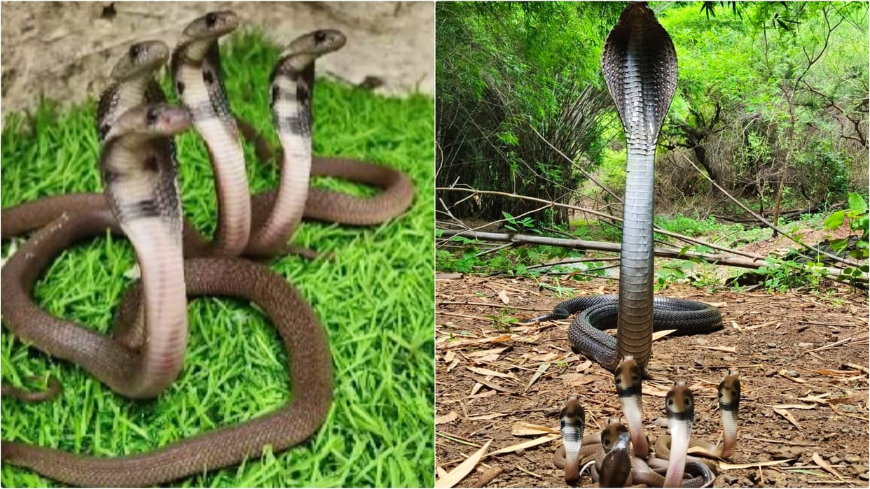 Udaipur News: Panic due to finding a herd of cobra snakes in hotel garden 18 children and a big snake came out