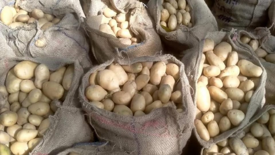 Farmers worried due to falling prices of potatoes