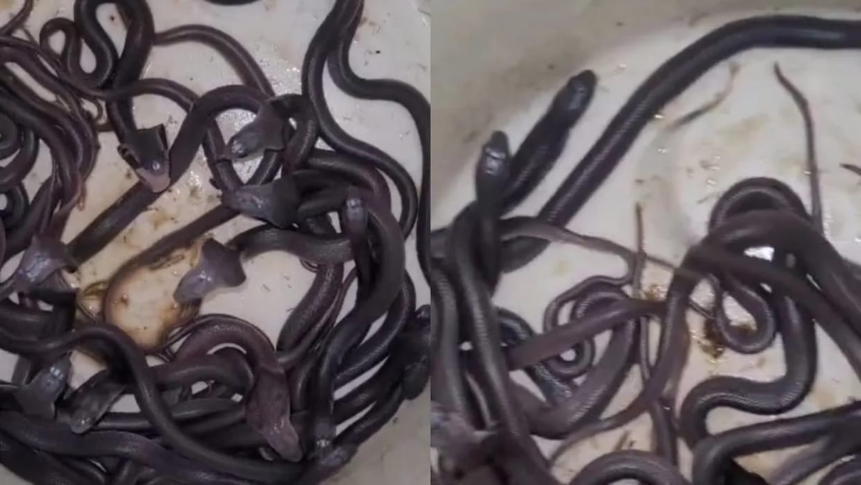 Saanp Ka Video baby cobra snakes cluster found in hut in mandsaur madhya pradesh panic spread in the village