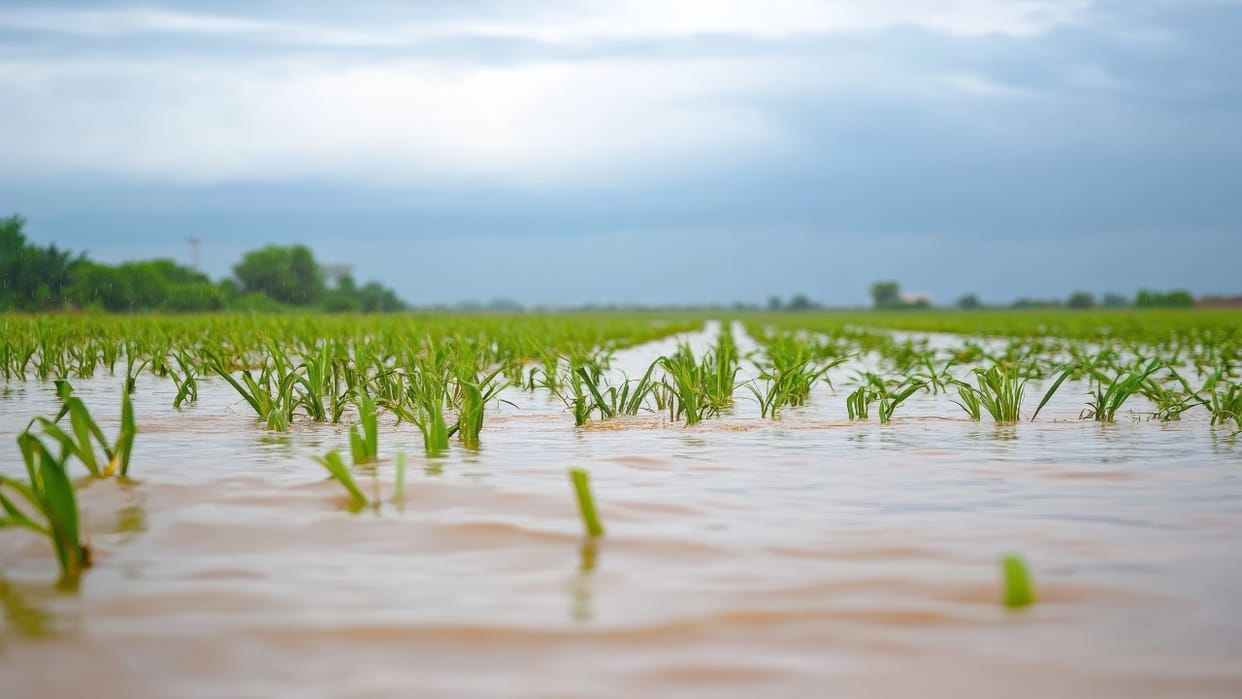 Heavy rains and floods destroyed crops in 12 states, 1.5 lakh hectares of area affected