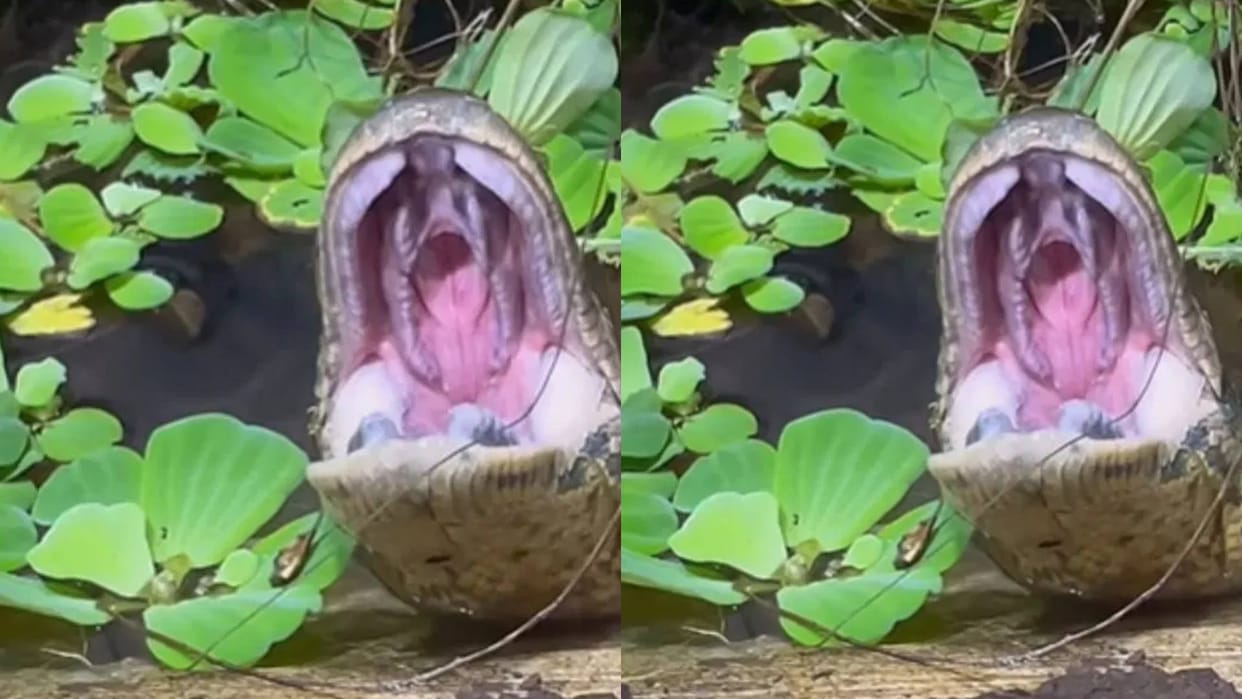 Have you ever seen a snake yawning The onlookers were left stunned Video goes Viral on Internet