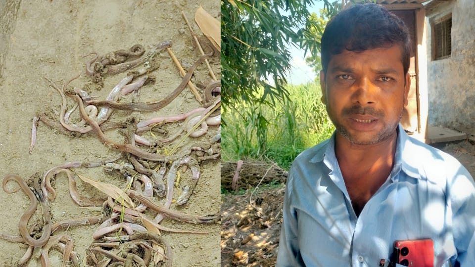 UP News Hundred snakes found in house family spent night awake in fear sitting in verandah