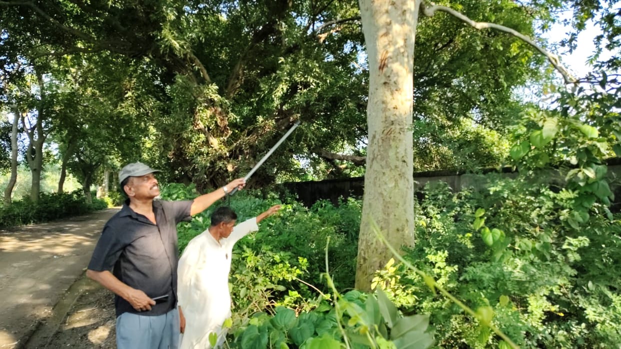 Leopard has been terrorizing Hafizganj area for the past one month in Bareilly