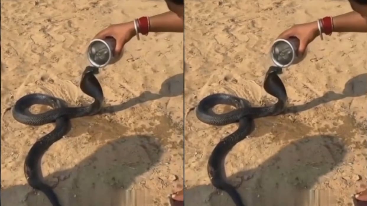 A man was seen giving water to a poisonous king cobra from a pot hundreds of people gathered Video Viral