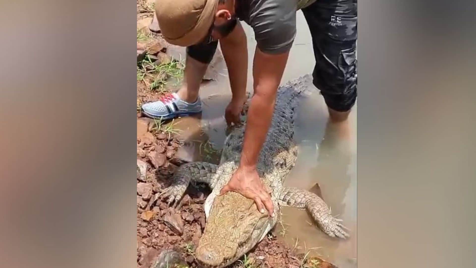 Shivpuri News: Crocodiles Spotted from City to Villages Panic Among People Forest Department Rescued