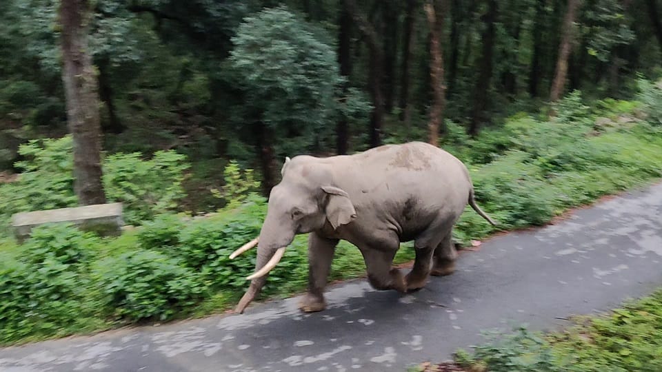 A herd of wild elephants reached Papri and Bohargaon