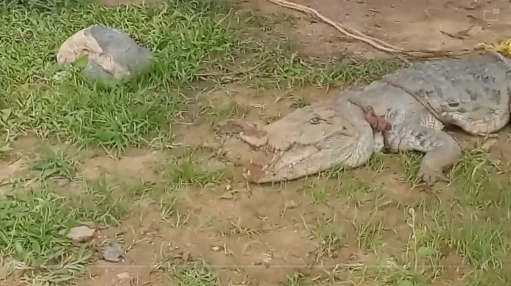 Shivpuri News: Crocodiles Spotted from City to Villages Panic Among People Forest Department Rescued