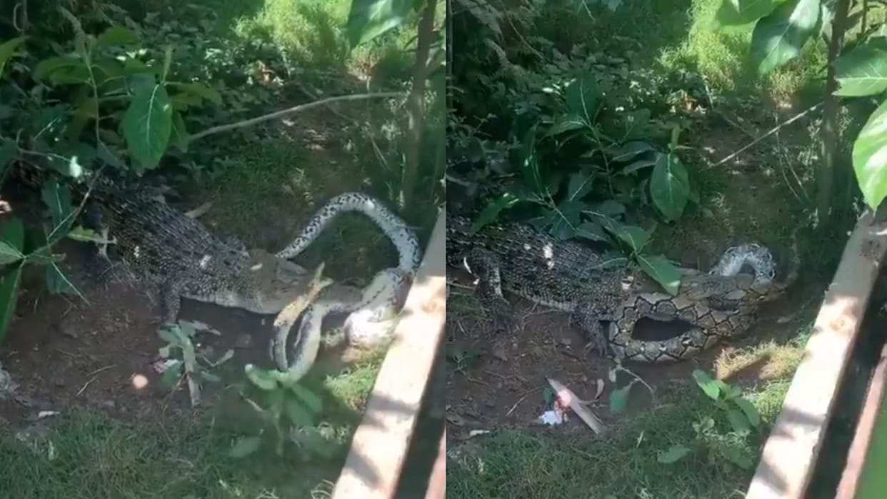 Viral Video bloody fight in python and crocodile watch viral video who won