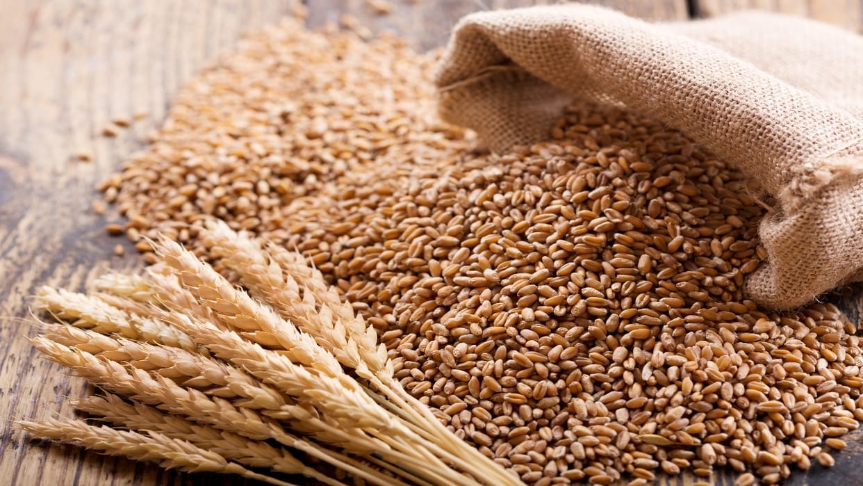 Union government set record wheat production target of 119 million tonnes for 2025-26 crop year