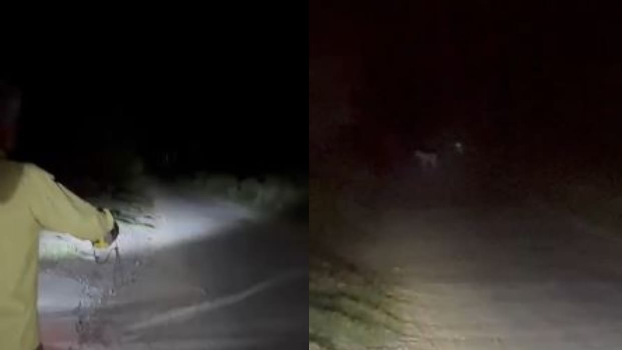 Two leopards were seen on the road near the canal villager made a video in Bareilly