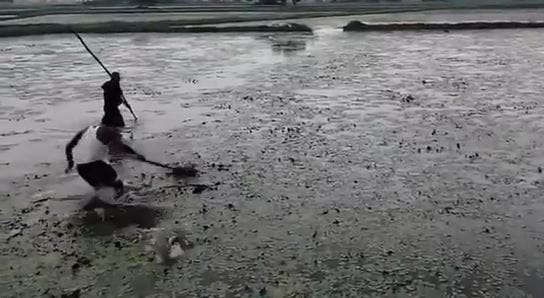 Villagers fought with two crocodiles know what happened horrifying  Video goes viral