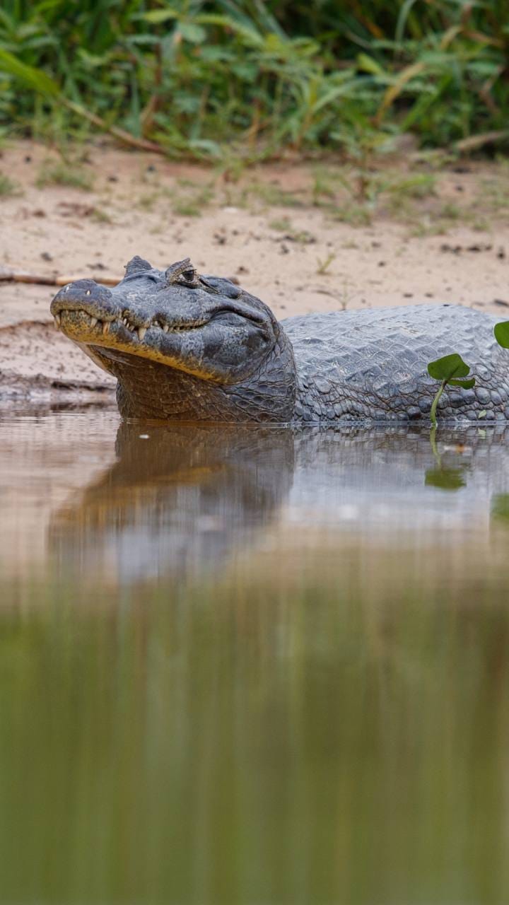 Damoh News: A small crocodile got trapped in the cage kept in the pond