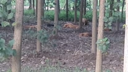 Bijnor: Stray dogs tore a woman to death, villagers kept watching, blood and hair scattered far and wide