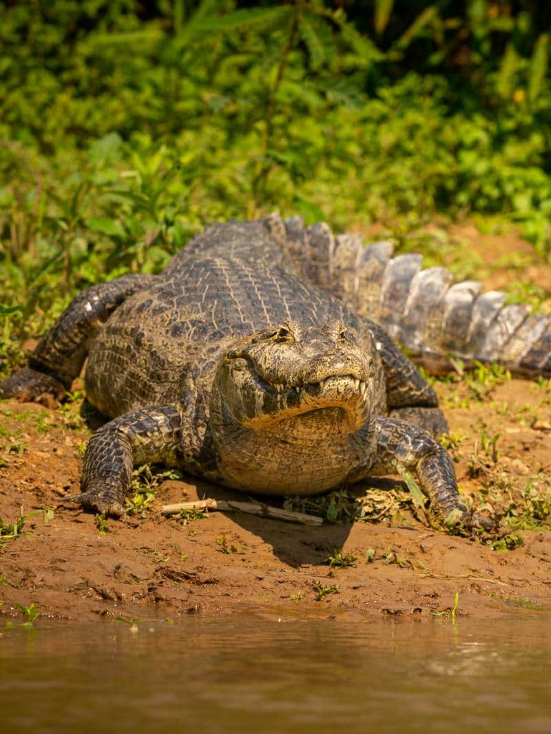 मध्य प्रदेश: शिवपुरी में हर तरफ निकल रहे मगरमच्छों से लोगों में छाई  दहशत