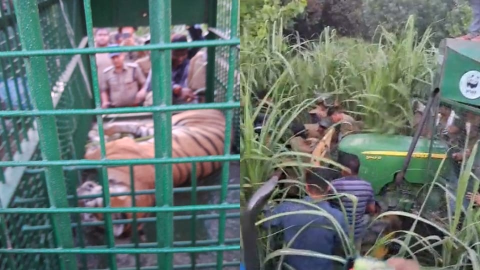 Tigress who killed three people tranquilized success achieved after 11 hours of siege
