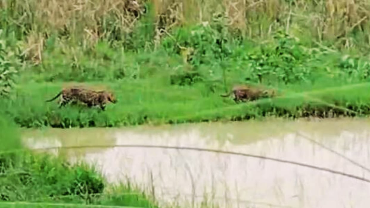 UP News Wild animals were seen in Jaunpur forest department laid trap Villagers demanded protection