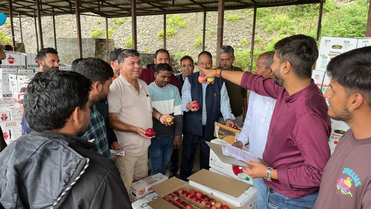 Himachal Apple Season Red Golden price fell 20 kg box fell from 1500 to 500 rupees