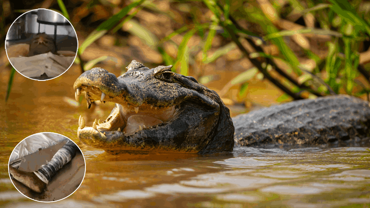 Crocodile dragged shepherd into Chambal