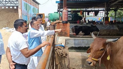 Meerut: Two more cows died in Kanha Upvan Gaushala, this reason came to light, BJP leaders created ruckus