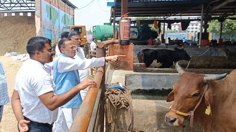 Meerut: Two more cows died in Kanha Upvan Gaushala, this reason came to light, BJP leaders created ruckus