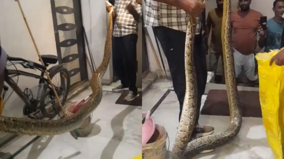 12 feet long python came out from inside house people started screaming and shouting