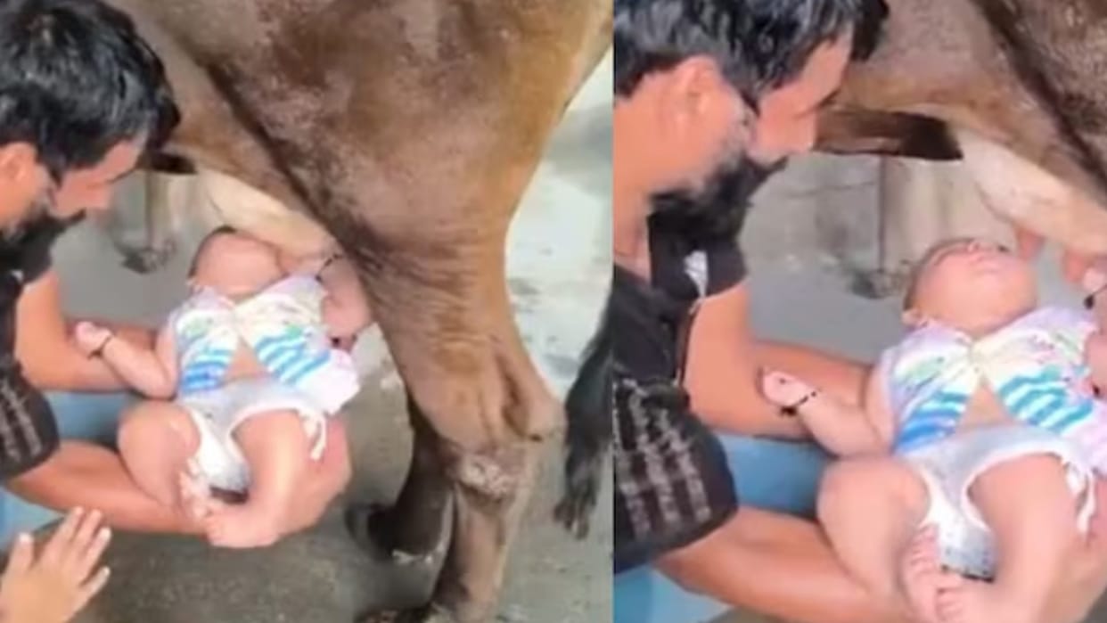 man feeds baby raw milk directly from cow udder internet outraged over shocking viral video