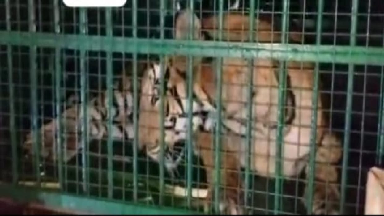 Tigress caught in cage villagers heaved a sigh of relief after 45 days