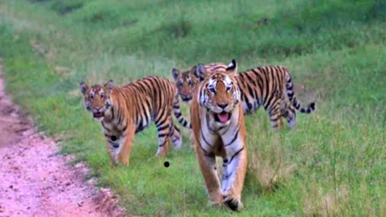 Tiger king of jungle prefers to roam at night and dawn study conducted by the Wildlife Institute of India