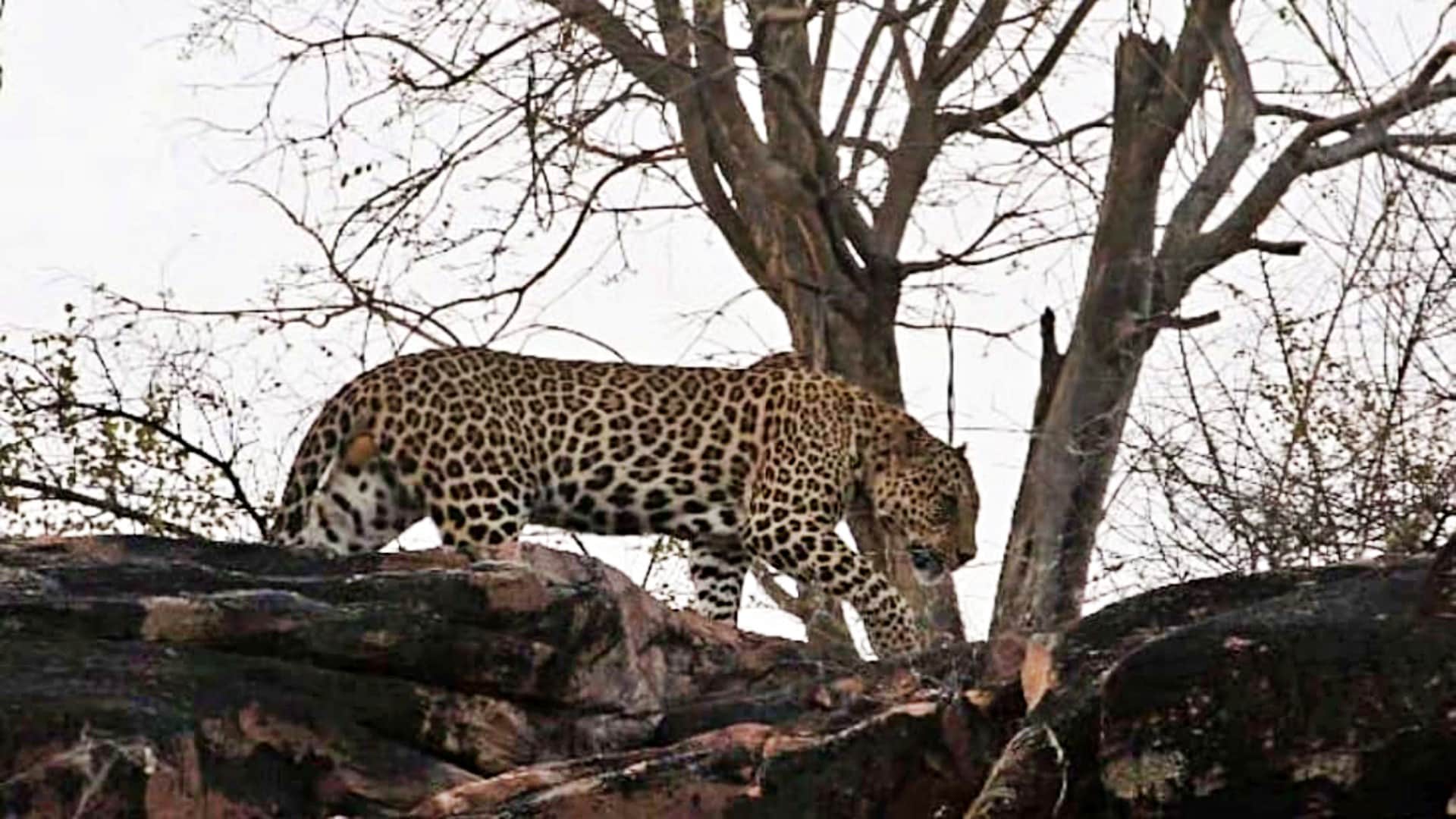 Damoh Tigers Halt Gun Licenses: No Arms Permits Within 10 KM Radius of Veerangana Durgavati Tiger Reserve