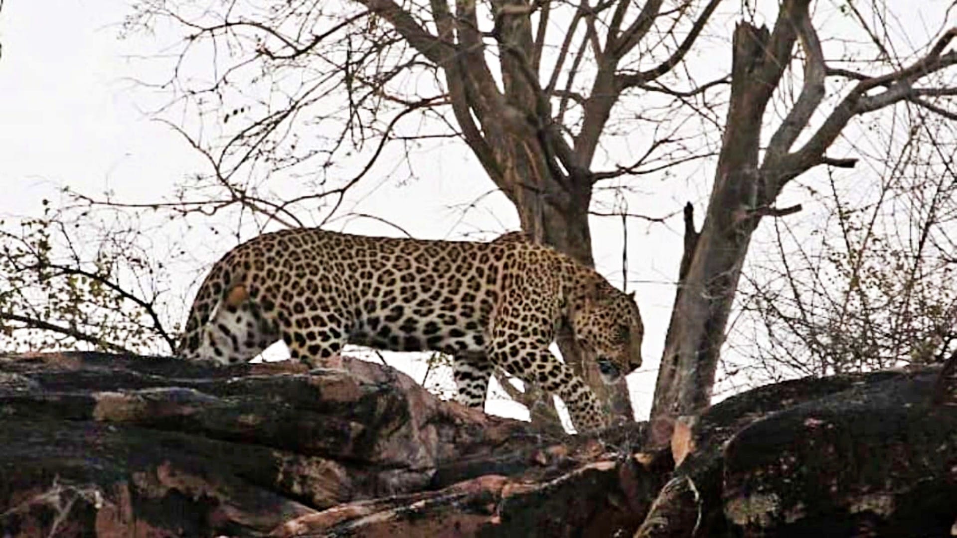 Damoh Tigers Halt Gun Licenses: No Arms Permits Within 10 KM Radius of Veerangana Durgavati Tiger Reserve