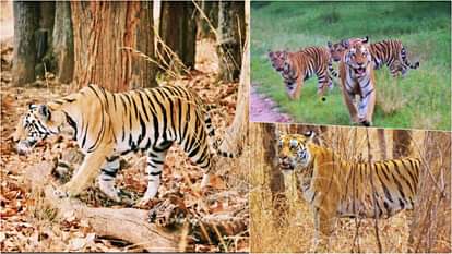 सभी टाइगर रिजर्व 1 अक्टूबर से खुल गए हैं।