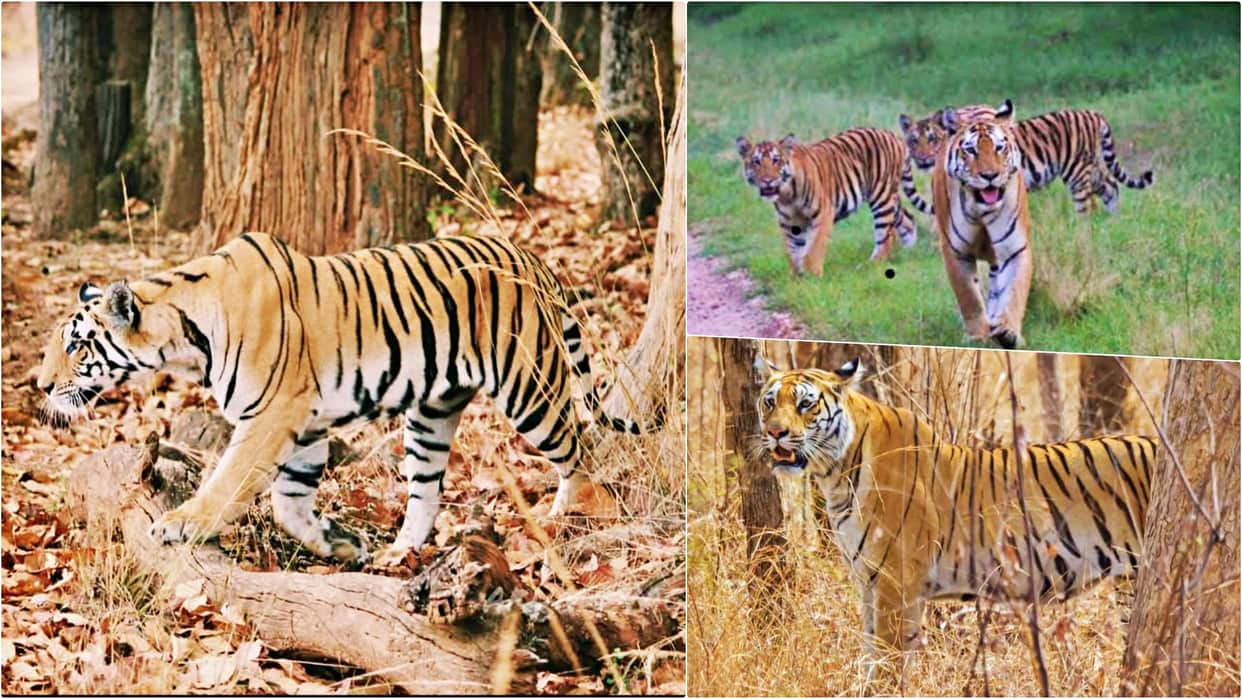 Sanjay Tiger Reserve: Advance booking done for a week before the park opens