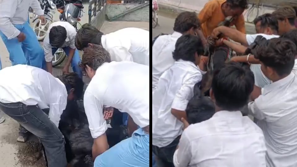 School children took cow injured by vehicle to animal hospital in gurharsahay