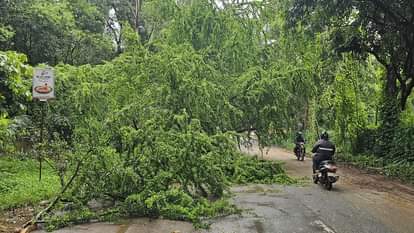 सड़क पर पड़ा पेड़