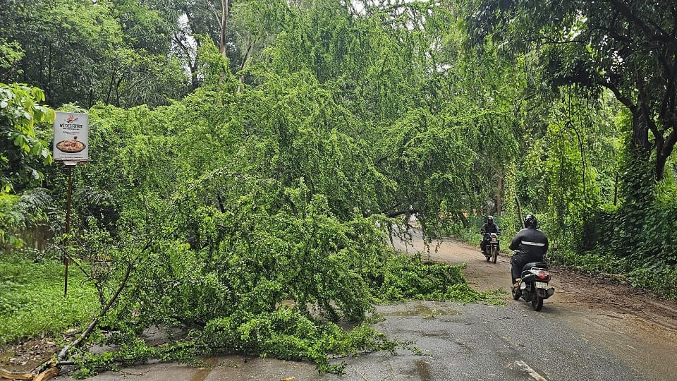 सड़क पर पड़ा पेड़