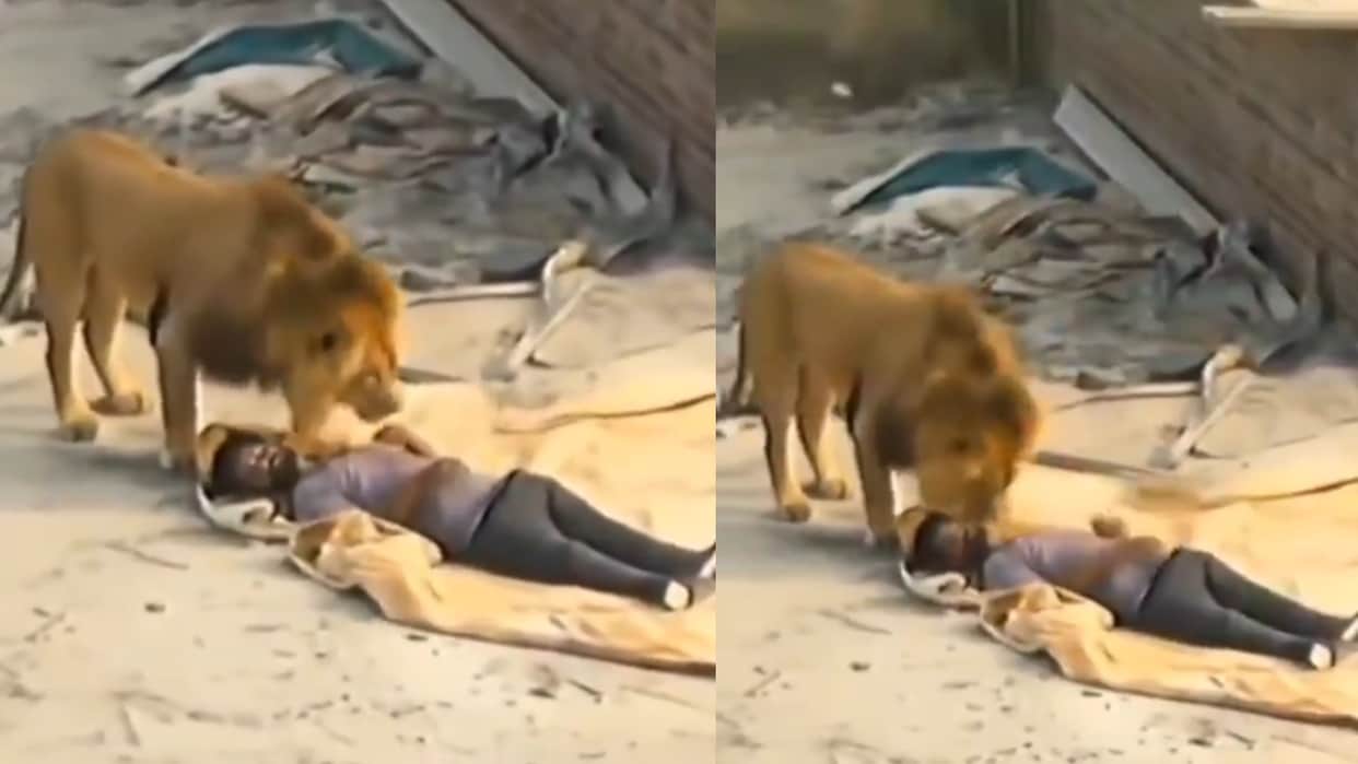 sher ka video two lion passing through men sleeping came close start sniffing what happened next watch Video