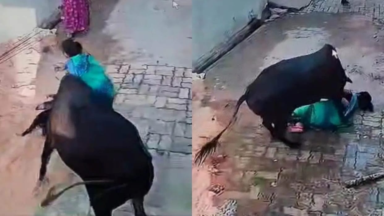 up etawah woman walking her pet dog attacked by cow Video Goes Viral on internet