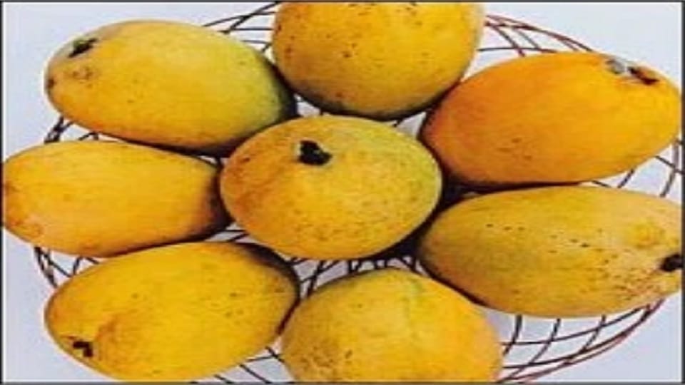 A new variety of Sindoor Mango in honor of the brave soldiers of Operation Sindoor