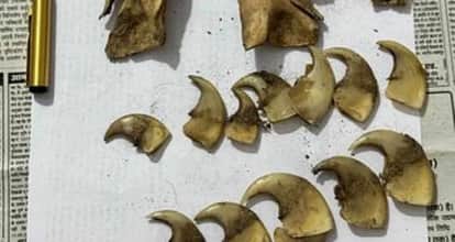 Raid operation in Dhamokhar range of Bandhavgarh Tiger Reserve