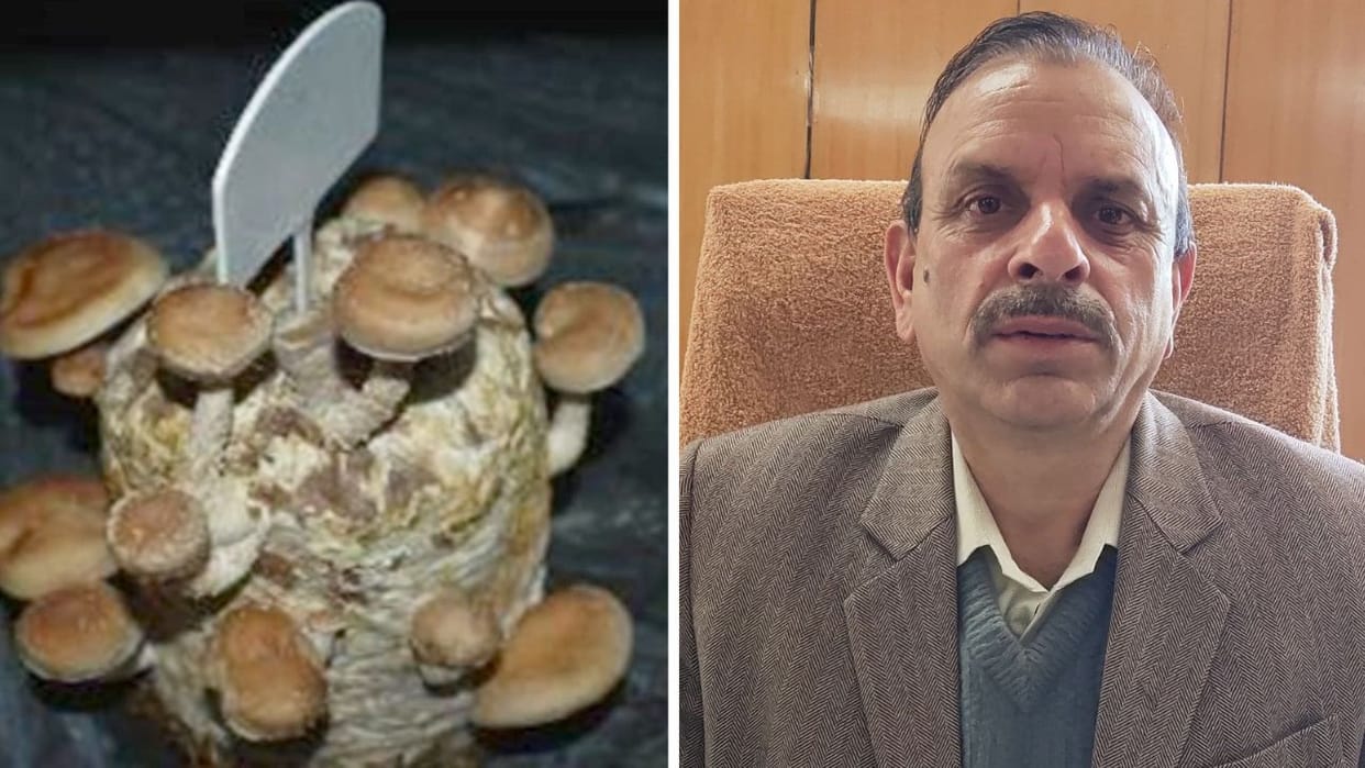 Himachal Mushroom Research Center Solan has developed Shitake-330 species it is helpful in controlling cancer