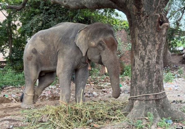 elephant hari was made to beg imprisoned in chains