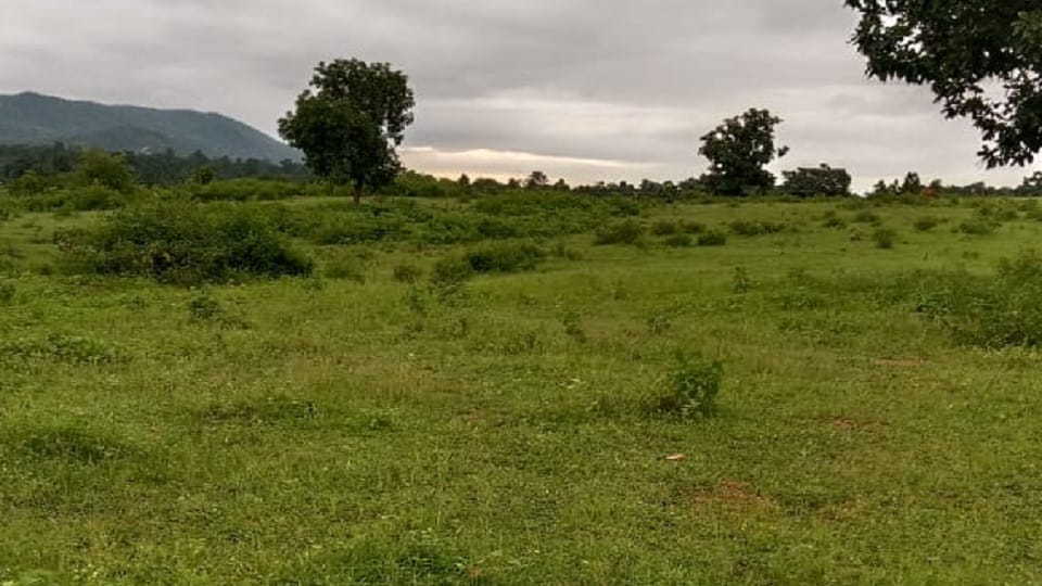 Illegal encroachment on forest land DFO said forest land will be freed from encroachment in Balrampur Ramanuj