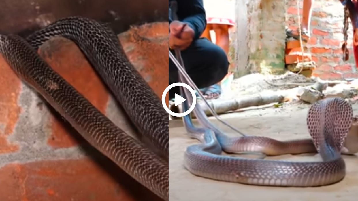 A pair of snakes came out from inside the house the terrifying video went viral