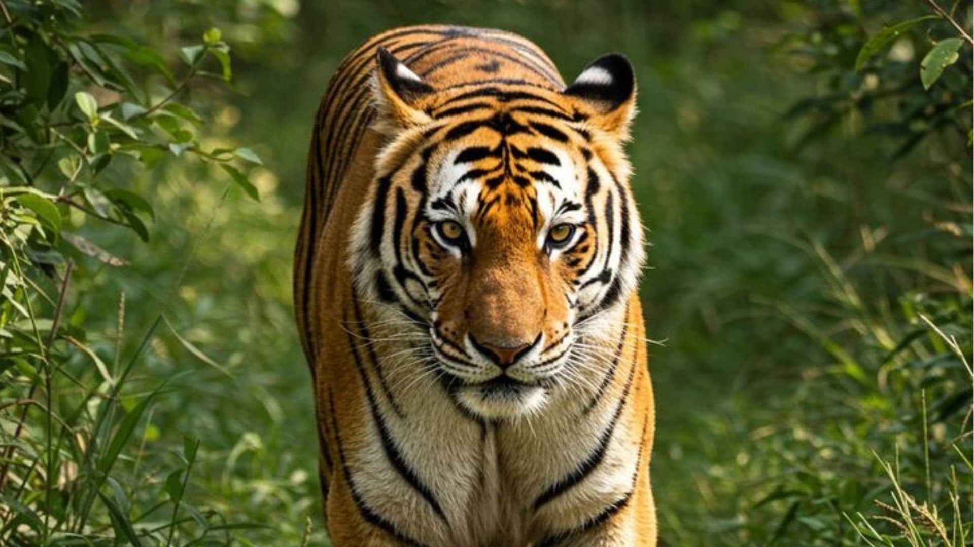 Tiger Attack in Pench National Park Youth Fights for 10 Minutes Seriously Injured